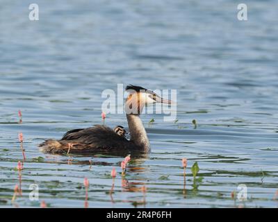 Grande grebe crested con recentemente hatched giovane. Nel mondo del birdwatching i giovani sono chiamati humbugs a causa delle loro teste striate che corrispondono ai dolci. Foto Stock