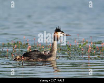 Grande grebe crested con recentemente hatched giovane. Nel mondo del birdwatching i giovani sono chiamati humbugs a causa delle loro teste striate che corrispondono ai dolci. Foto Stock