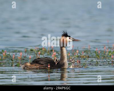 Grande grebe crested con recentemente hatched giovane. Nel mondo del birdwatching i giovani sono chiamati humbugs a causa delle loro teste striate che corrispondono ai dolci. Foto Stock