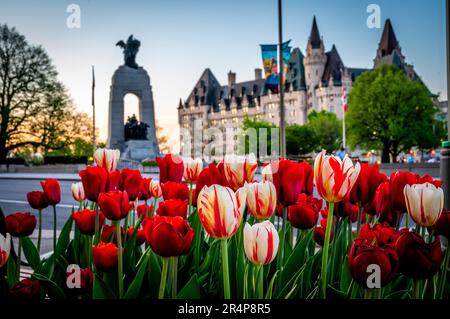 Tulips on Elgin Street, National War Memorial, Fairmont Laurier, Ottawa, Canada Foto Stock