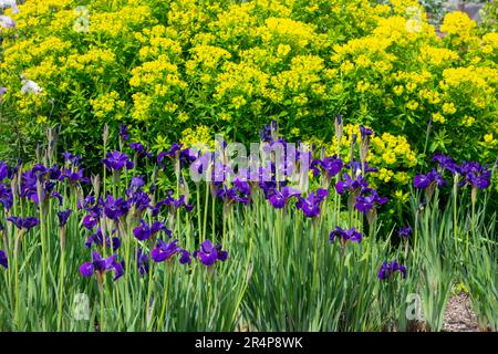 Iris sibirica 'Silver Edge' e Euphorbia palustris nel giardino di benvenuto a RHS Bridgewater, Worsley Greater Manchester, Inghilterra. Foto Stock