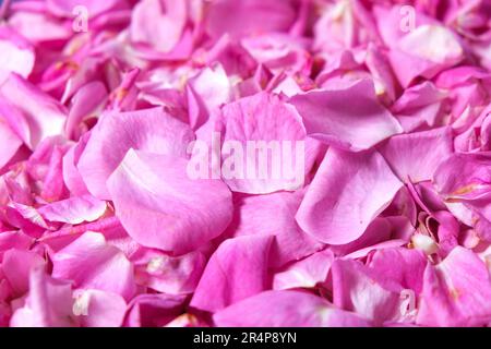Primo piano rosa foglie sfondo carta da parati. Ingredienti per cosmetici naturali, oli e marmellate. Splendido sfondo floreale rosa. Foto Stock