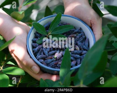 Una donna che tiene in mano una ciotola di bacche di miele appena raccolte. Primo piano. Foto Stock