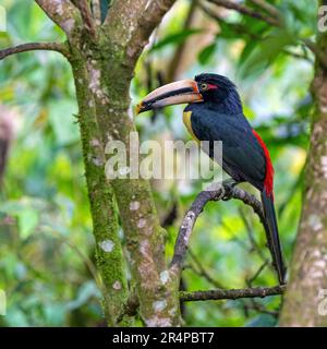 Aracari pallido mandibled o pale fatturate aracari (Pteroglossus eritrypygius), Mindo Cloud Forest, Ecuador. Foto Stock