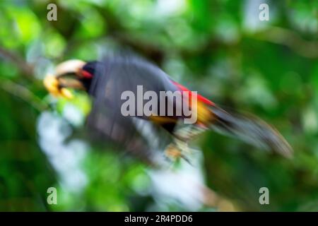 Abstract volante pale Mandibled aracari o pale fatturate aracari (Pteroglossus eritrypygius), Mindo Cloud Forest, Ecuador. Foto Stock