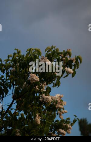 Vista dei fiori bianchi di lilla con gocce di pioggia nel giardino al tramonto Foto Stock