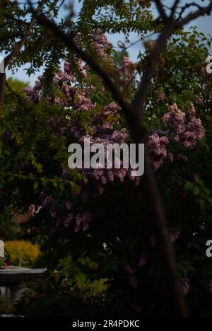 Primo piano di fiori di lilla viola alla luce del sole nel giardino di sera Foto Stock