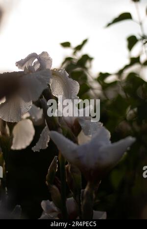 Vista del fiore bianco dell'iride con gocce di pioggia sui petali Foto Stock