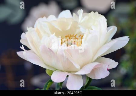 Una visita al Chelsea Flower Show 2023 non mi ha deluso e ho avuto il momento migliore per catturare alcuni splendidi giardini e mostre floreali tutto intorno. Foto Stock