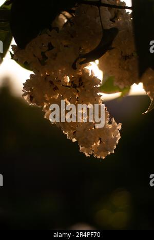 Vista di lilla albero con fiori bianchi alla luce del sole Foto Stock