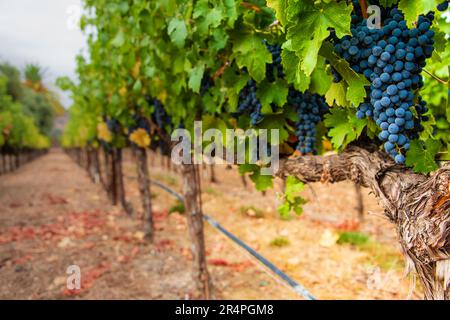 Uve su vitigni prima della vendemmia a Napa Valley, California. Foto Stock