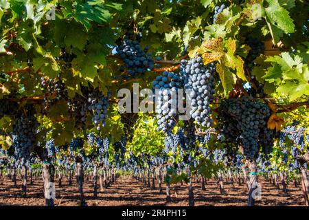 Uve su vitigni prima della vendemmia a Napa Valley, California. Foto Stock