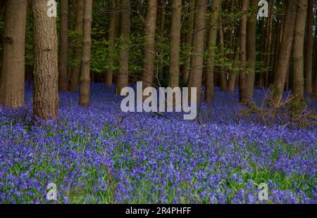 Bluebell legno in Wootten Wawen Warwickshire. Un contadino permette al pubblico di camminare attraverso il suo bosco per godere dei Bluebells mentre raccoglie denaro. Foto Stock