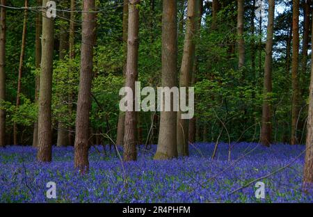 Bluebell legno in Wootten Wawen Warwickshire. Un contadino permette al pubblico di camminare attraverso il suo bosco per godere dei Bluebells mentre raccoglie denaro. Foto Stock