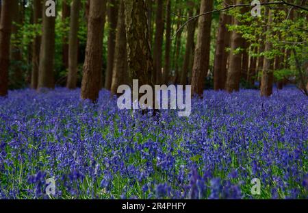 Bluebell legno in Wootten Wawen Warwickshire. Un contadino permette al pubblico di camminare attraverso il suo bosco per godere dei Bluebells mentre raccoglie denaro. Foto Stock