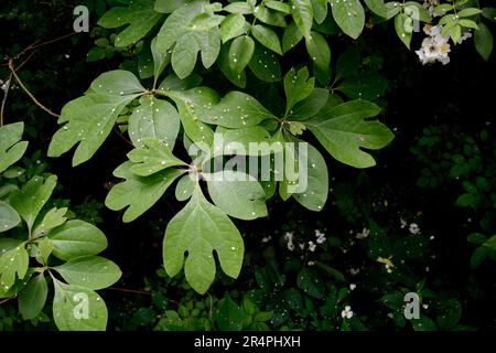 Un albero sassafras (Sassafras albidum) che cresce in Virginia, USA. Foto Stock