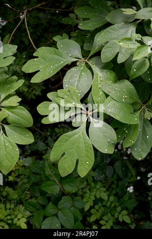 Un albero sassafras (Sassafras albidum) che cresce in Virginia, USA. Foto Stock