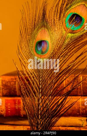 Trapani di piume di Peacock su uno sfondo di antichi libri in pelle Foto Stock