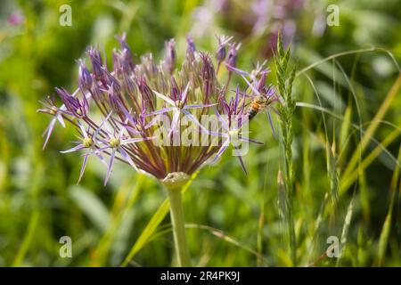 Cipolla persiana nel prato Foto Stock