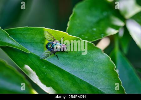 Verde bottiglia volare seduto su una foglia Foto Stock