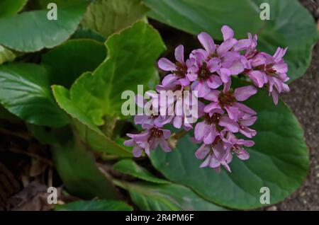 Magenta Bergenia cordifolia, Bergenia crassifolia, il badan o tè siberiano in bloming con foglie verdi, Sofia, Bulgaria Foto Stock