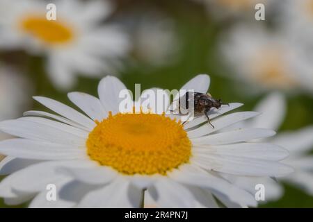 Fiore di camomilla con scarabeo Foto Stock