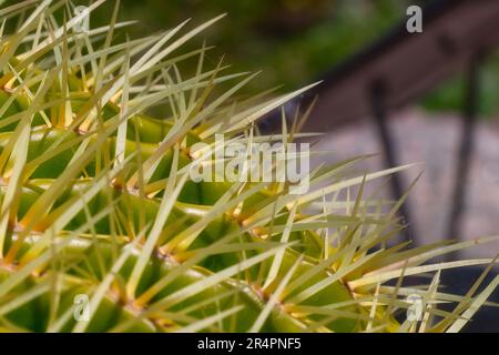 Palla d'oro nel giardino di cactus Foto Stock