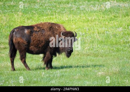 American Bison o Buffalo che sparge il suo cappotto invernale nel parco nazionale di Yellowstone nel Wyoming Foto Stock