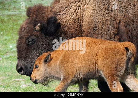 Madre bisonte con il suo vitello marrone rossiccio, affettuosamente conosciuto come un cane rosso come visto nel Parco Nazionale di Yellowstone nel Wyoming Foto Stock