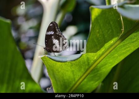 Melanzana comune seduta su una foglia Foto Stock