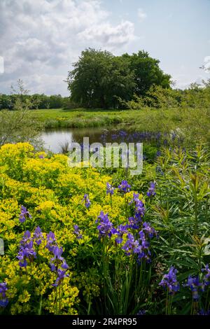 Moon Bridge Water a RHS Bridgewater, Worsley Greater Manchester, Inghilterra. Iris sibirica ed Euphorbia accanto al lago. Foto Stock