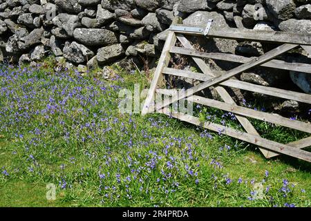 Cinque bar campo di legno (Farm) cancello nella campagna inglese con fiori di campanello (Hyacinthoides non-scripta) Foto Stock