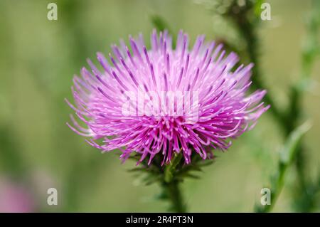 Cardo di latte fiore, primo piano, basso dof. Rimedio erboristico Silybum marianum, cardo marianus, cardo mariano, cardo mariano, mariano, mariano Thistle, Santa Maria Foto Stock