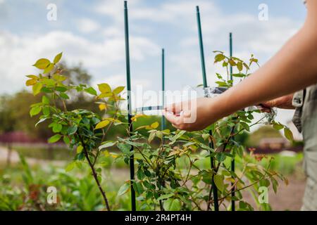 Il giardiniere assembla pergola in metallo per l'arrampicata del supporto rosa nel giardino primaverile. Installazione di traliccio colonnare per piante in crescita Foto Stock