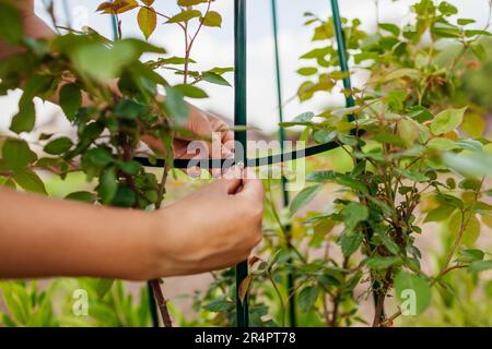 Giardiniere che allestiscono pergola metallica per l'arrampicata sostegno rosa in giardino primaverile. Installazione di tralicci colonnari con vite. Primo piano Foto Stock
