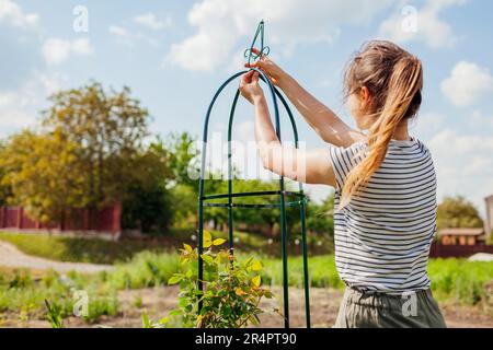 Giovane donna giardiniere assembla obelisco di metallo per l'arrampicata sostegno rosa nel giardino di primavera. Installazione di columnar trellis. Fissaggio della parte superiore del avvitamento Foto Stock