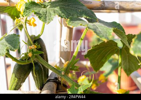 Cetriolo, frutto di una sana pianta di Cucumis Sativus biologica di una tradizionale varietà parigina di Gherkin decapante, appeso sul trellis terrazza come parte Foto Stock