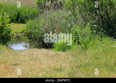 Riserva naturale delle paludi della baia di Cardiff. Maggio 2023. Estate. cym Foto Stock