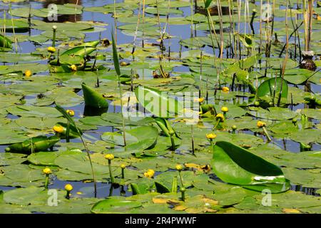 Lily Pads con gemme gialle e fiori sul laghetto, la riserva naturale delle paludi della baia di Cardiff. Maggio 2023. Estate. cym Foto Stock