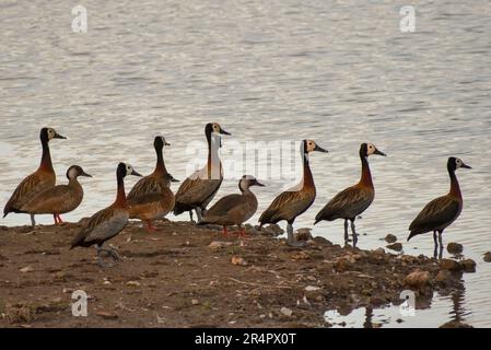 Gregge di anatre bianche (Dendrocygna viduata) in un lago insieme a qualche anatra brasiliana (Amazonetta brasiliensis) Foto Stock