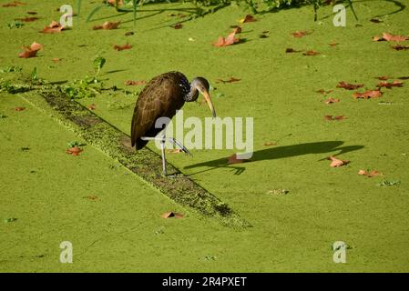 Limpkin (Aramus guarauna), chiamato anche carrao, courlan, e uccello piangente, in una palude, Riserva ecologica costanera norte, Buenos Aires Foto Stock