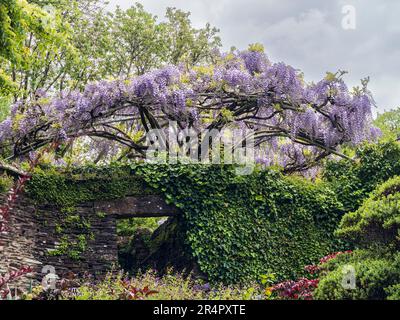 Wisteria floribunda 'Burford' su una cornice circolare nel giardino murato presso la Garden House, Buckland Monachorum, Devon, Regno Unito Foto Stock