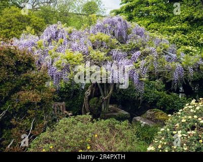 Wisteria floribunda 'Burford' su una cornice circolare nel giardino murato presso la Garden House, Buckland Monachorum, Devon, Regno Unito Foto Stock