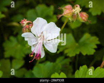 Fiore bianco della tarda primavera fino alla fioritura primaverile dell'estate, perenne, Geranium x cantabrigiense 'Biokovo' Foto Stock