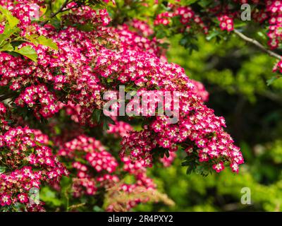 Fiori rossi massaggiati del biancospino ornamentale, Crataegus laevigata 'scarlatto di Paul' Foto Stock