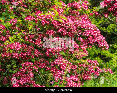 Fiori rossi massaggiati del biancospino ornamentale, Crataegus laevigata 'scarlatto di Paul' Foto Stock