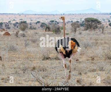 Uno struzzo somalo maschio (Struthio molibdofanes) che si aggira sulle pianure. Kenya, Africa. Foto Stock
