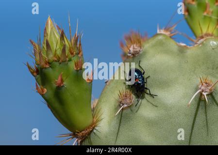 Insetto vegetale delimitato (Largus cinctus) su cactus di fico d'India Foto Stock