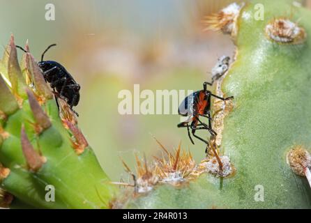 Insetto vegetale delimitato (Largus cinctus) su cactus di fico d'India Foto Stock