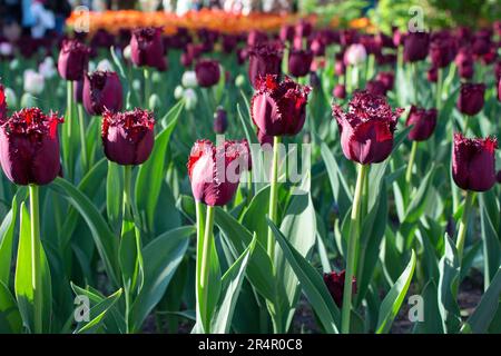 Insoliti tulipani viola scuro stanno crescendo in un aiuole fiorito nel parco. Tulipani in fiore in primavera. Varietà rara. Architettura paesaggistica. Foto Stock